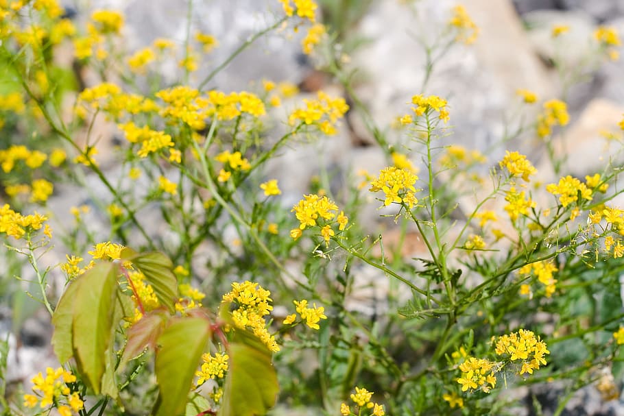 flower, con2011, nature, yellow, flowering plant, selective focus HD wallpaper
