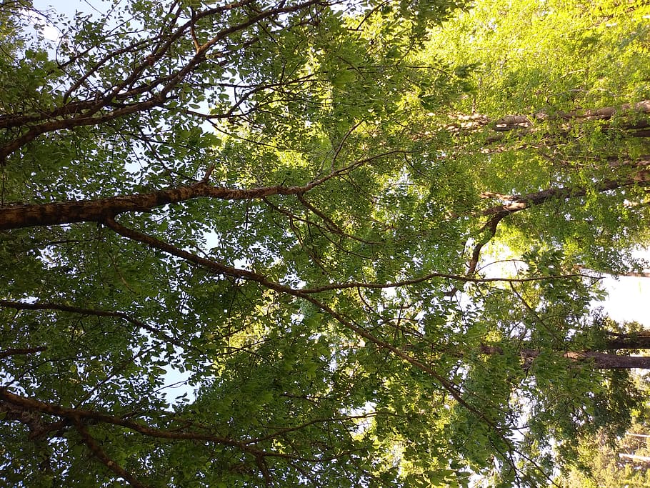 plant, tree, vegetation, tree trunk, united states, 812 forest hill ave HD wallpaper