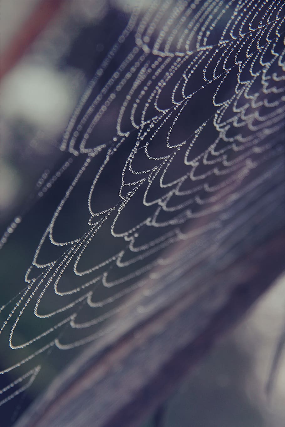 spider web, spiderweb, texture, drops, waterdrops, closeup HD wallpaper