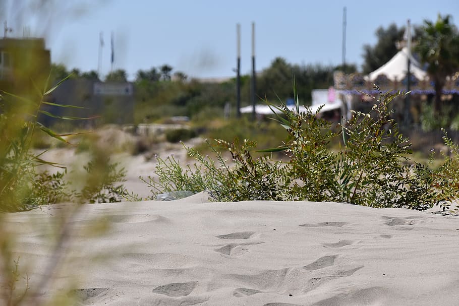 sète, beach, sand, footprints, plant, growth, land, nature HD wallpaper