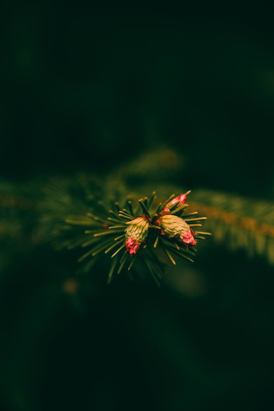plant, tree, conifer, pine, invertebrate, animal, insect, fir HD wallpaper