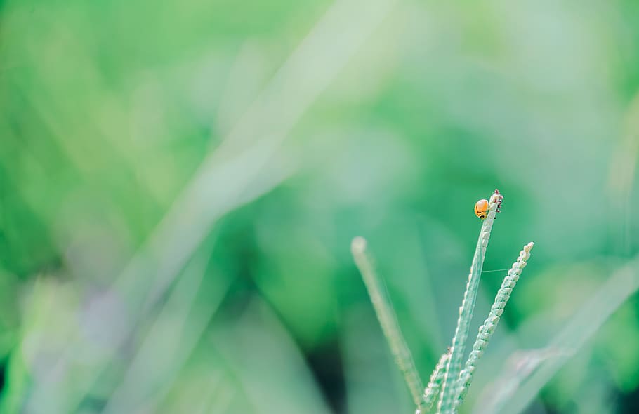 Selective Focus Photography Of Yellow Ladybug On Green Grass HD wallpaper