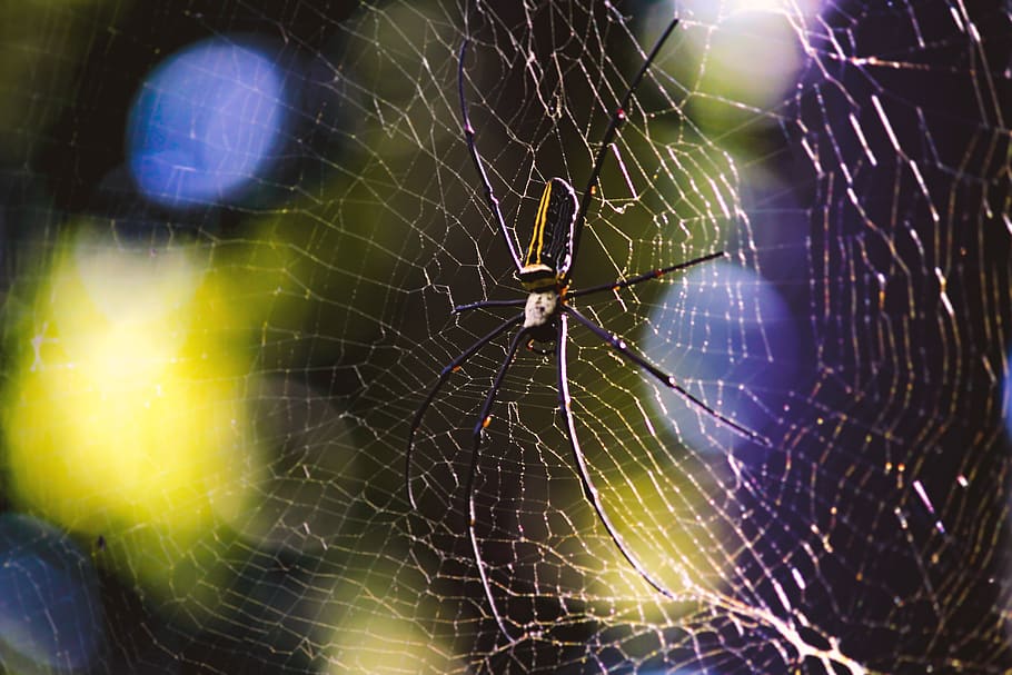 india, ranchi, nature, spider, spider web, animal themes, fragility HD wallpaper