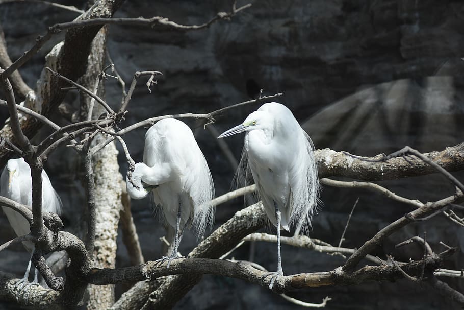 new, cuteness, white, zoo, feather, birds, wild, wing, seoul HD wallpaper
