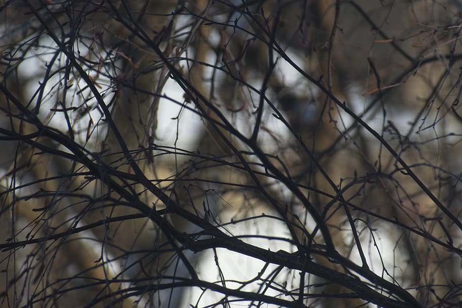 tree, branch, bare tree, plant, no people, focus on foreground HD wallpaper