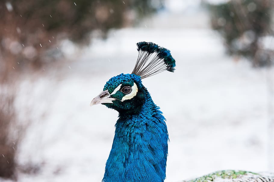 peacock, bird, feather, color, one animal, animal themes, vertebrate HD wallpaper