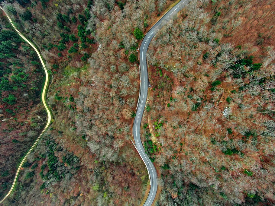 areal photography of concrete road between trees, high angle view, HD wallpaper