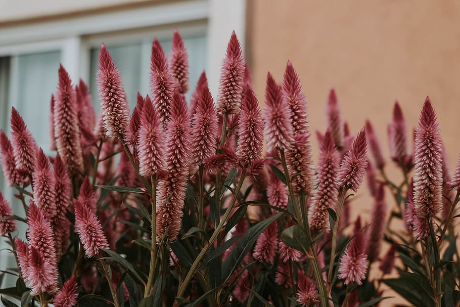 maroon flowers, plant, aloe, blossom, grass, lupin, soil, lawn HD wallpaper