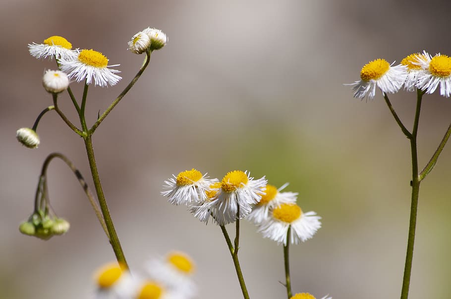 flowering plant, freshness, fragility, vulnerability, beauty in nature HD wallpaper