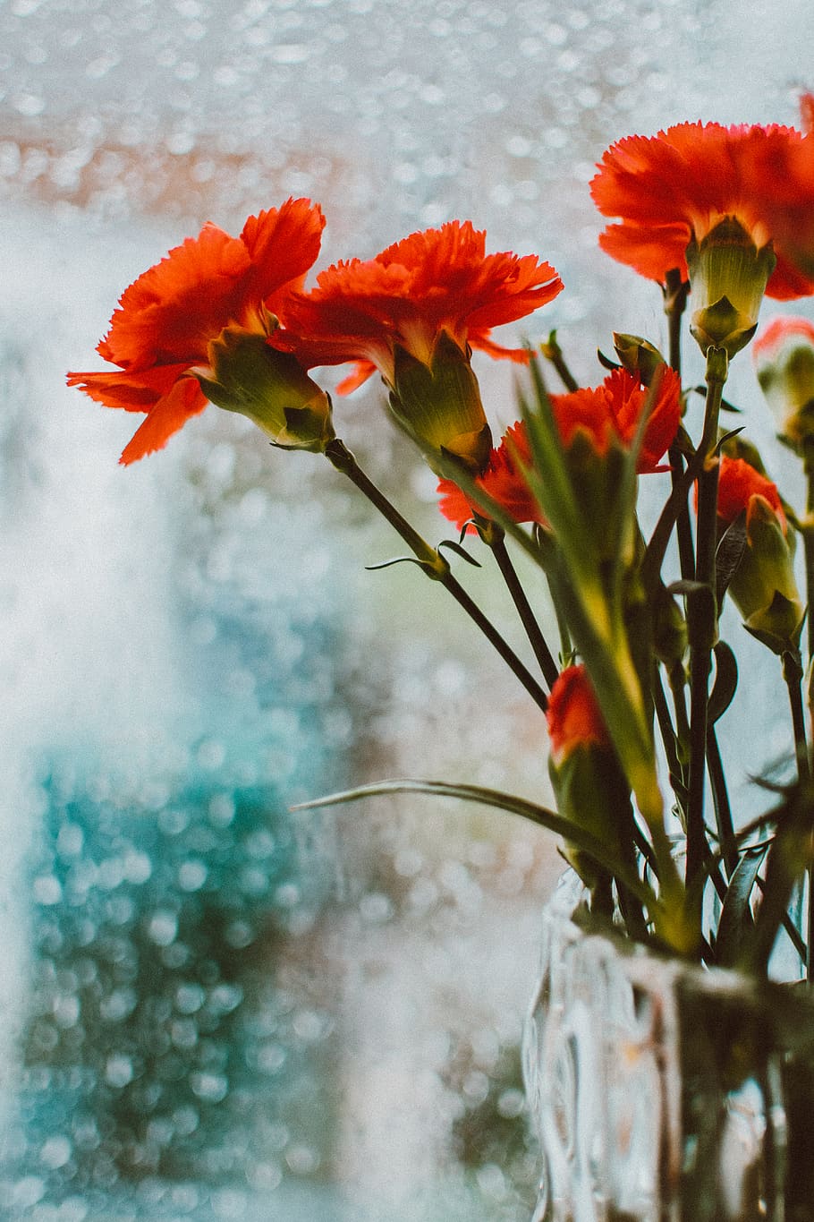 Close-up Photo of Orange-petaled Flowers, blur, decor, delicate HD wallpaper