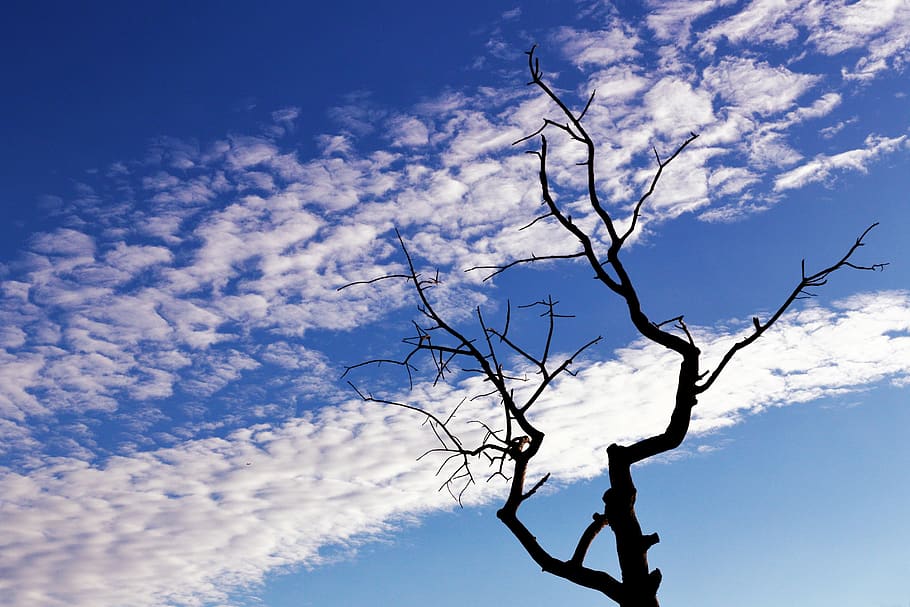 tree, branches, silhouette, sky, clouds, nature, blue, open air HD wallpaper