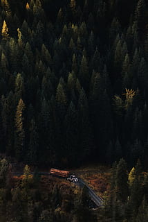 green pine trees, road, truck, forest, woodland, sunlight, shadow HD wallpaper