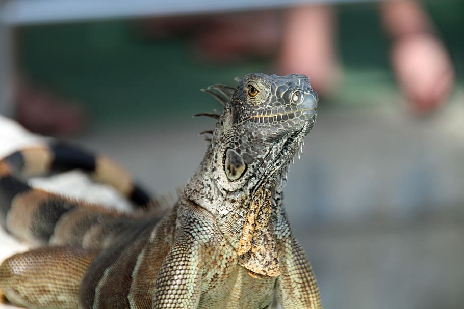iguana, herbivorous, lizards, jurassic, wildlife, animal themes HD wallpaper