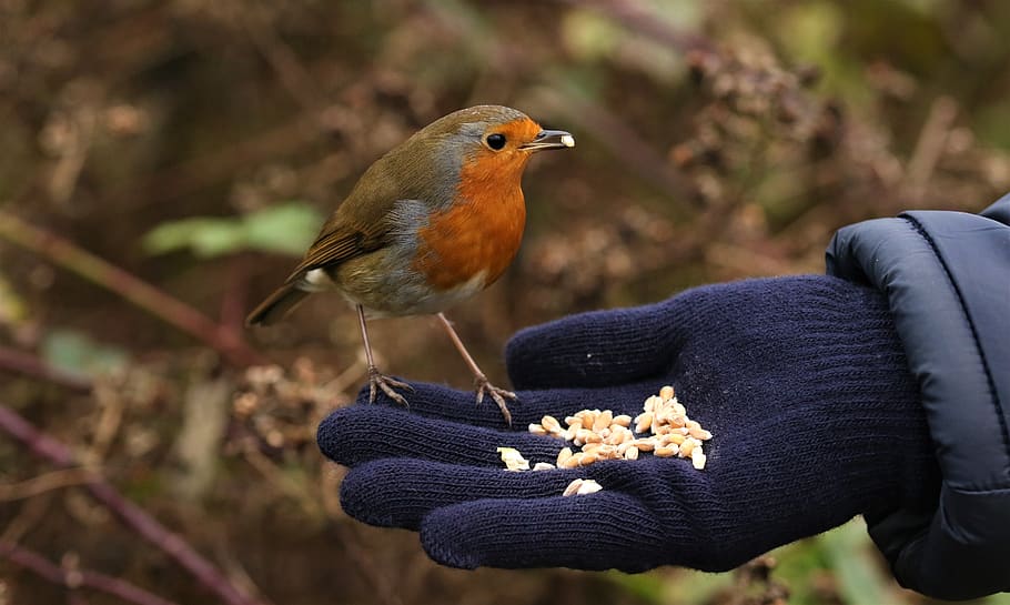robin, nature, hand, feeding, wildlife, human body part, focus on foreground HD wallpaper