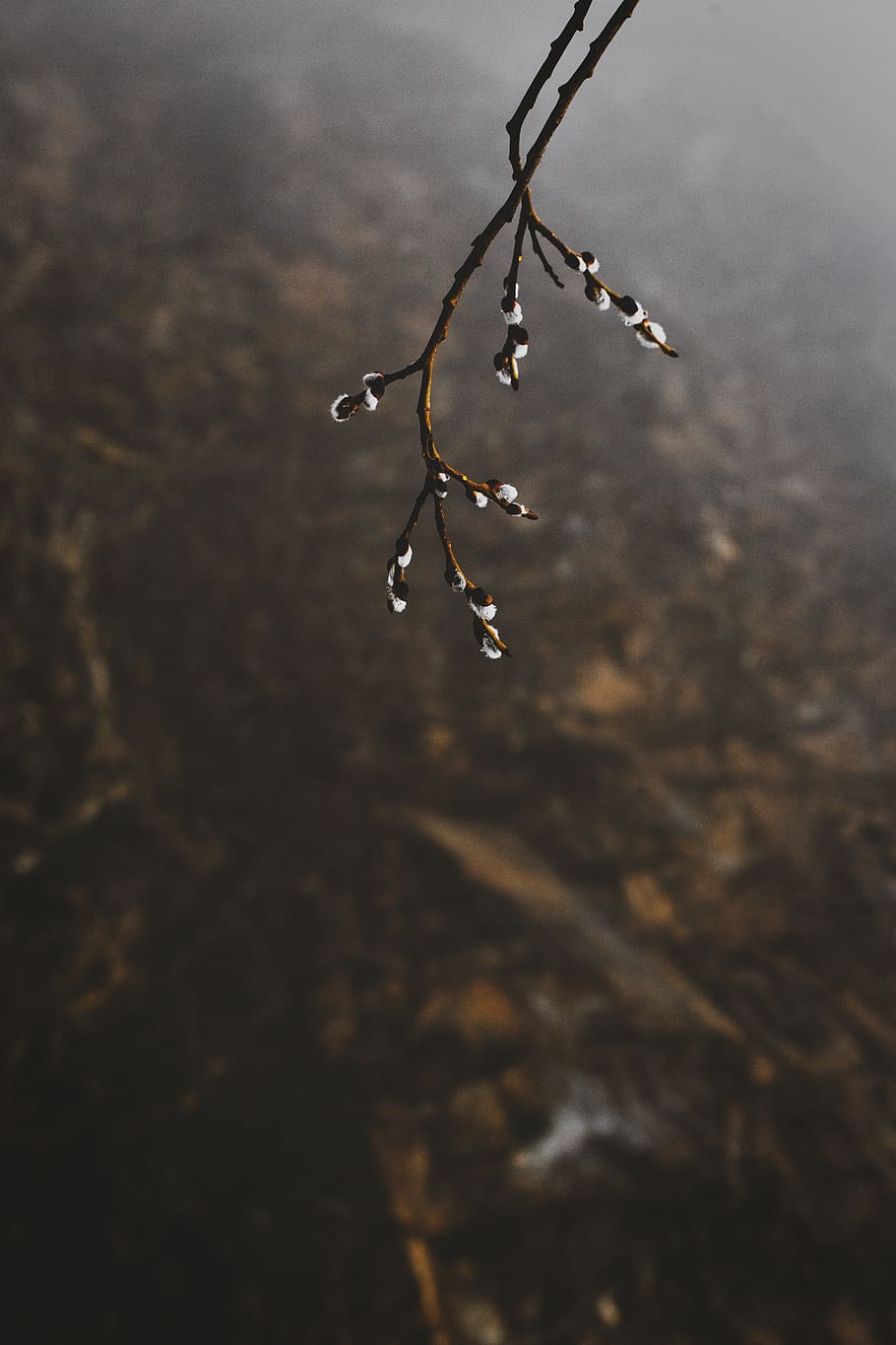 brown twig with dews, beauty in nature, plant, close-up, no people HD wallpaper