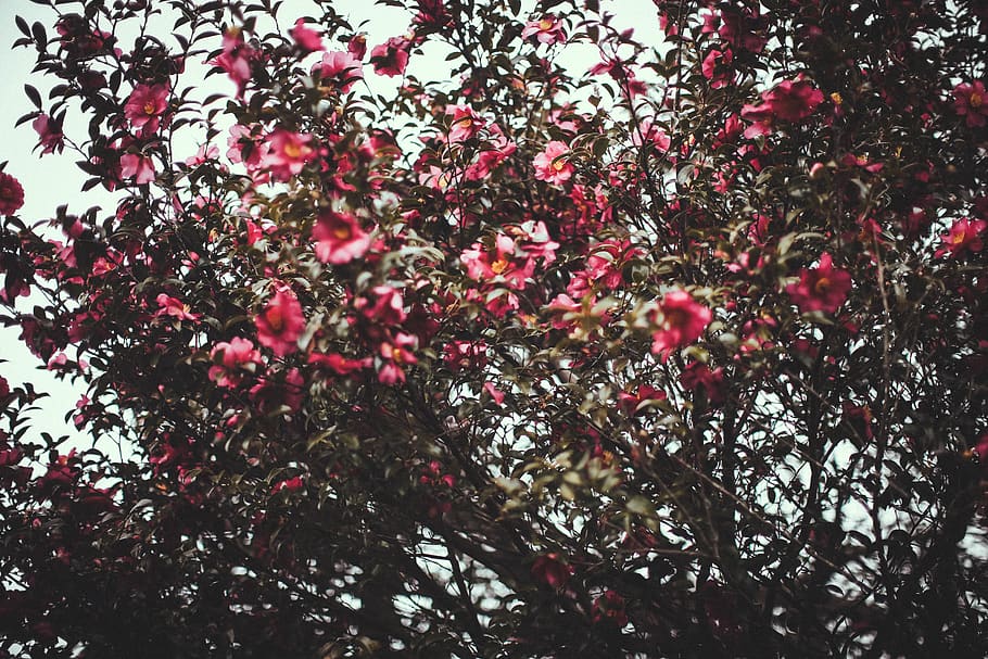 flower, spring, red, tree, plant, growth, beauty in nature HD wallpaper