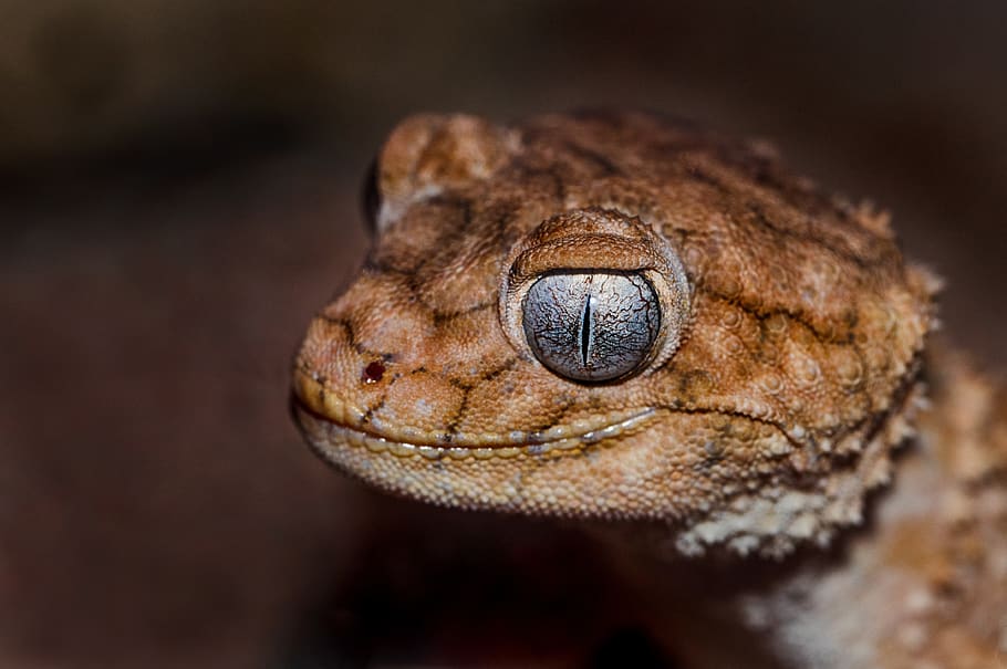 brown bearded dragon, one animal, animal themes, reptile, animal wildlife HD wallpaper
