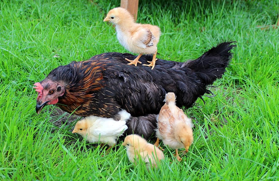 little, chick, chicken, cute, bird, animal, wild, nature, rooster HD wallpaper