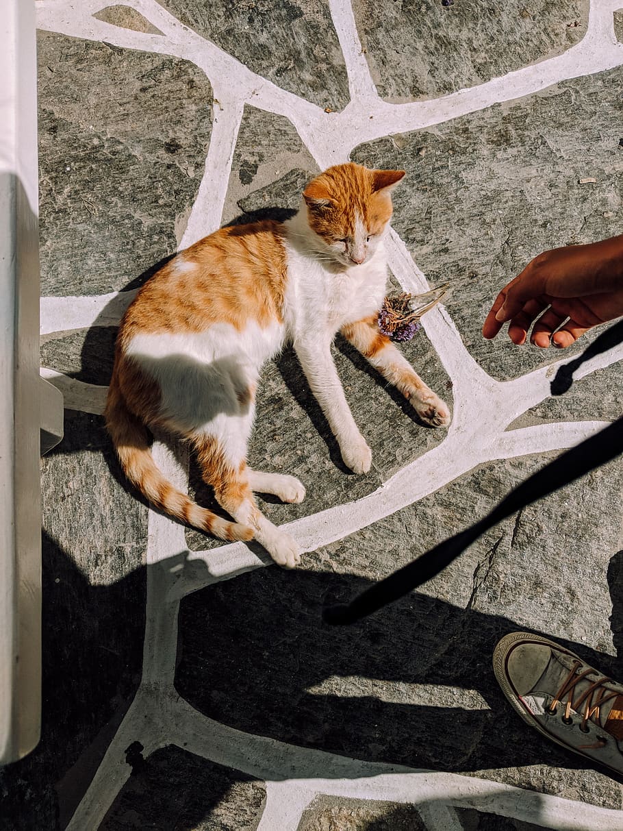orange tabby cat on gray tile, toe, animal, mammal, manx, pet, HD wallpaper