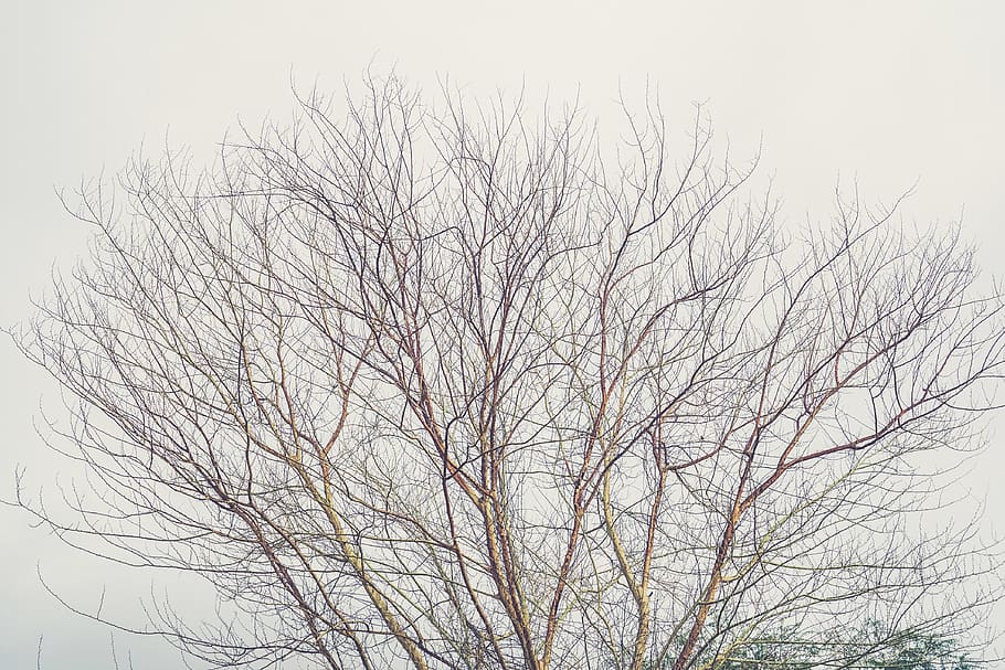 singapore, tree, branch, bare tree, low angle view, sky, plant HD wallpaper