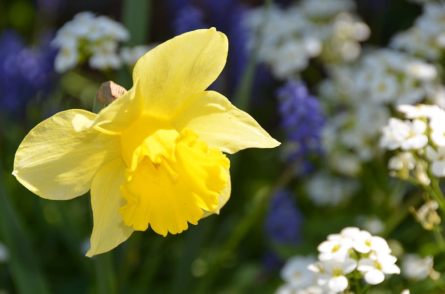 daffodil, yellow, spring, easter, daffodils, flower, blossom HD wallpaper