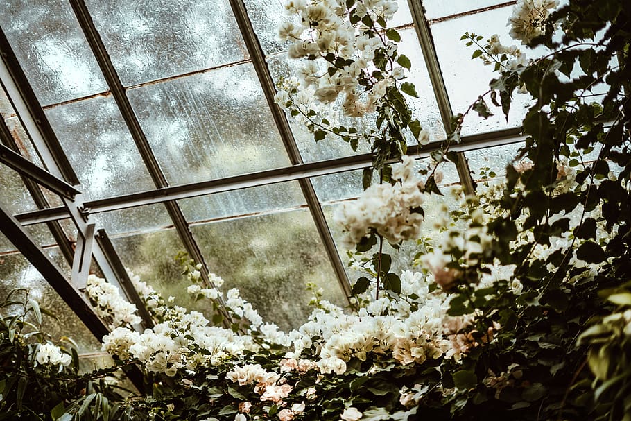 White Cluster Flowers Beside Glass Window, architecture, beautiful HD wallpaper