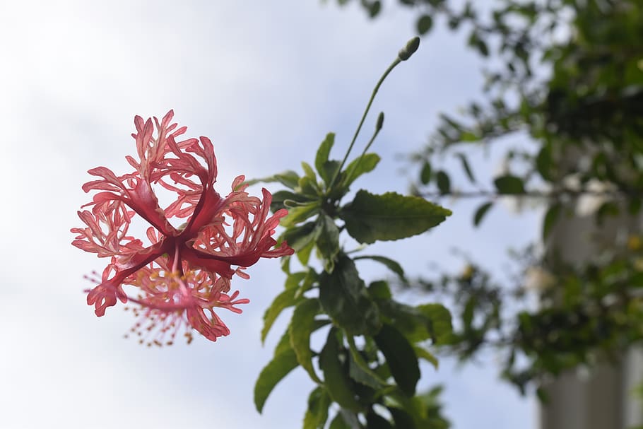 flower, pink, sky, pale, nature, plant, beauty in nature, growth HD wallpaper