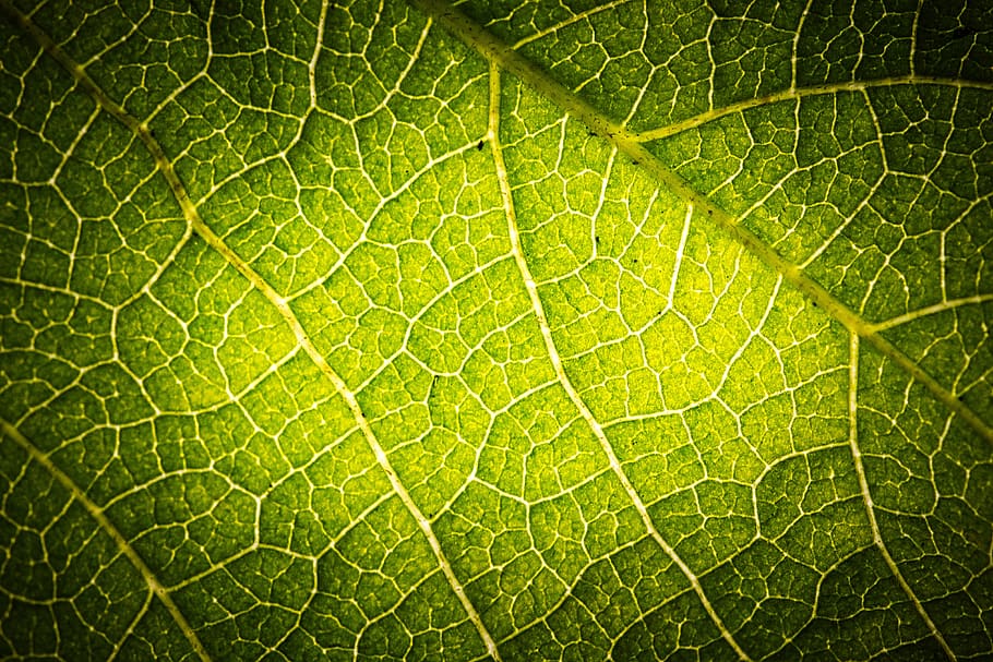 leaf structure, green, close up, macro, fibers, background HD wallpaper