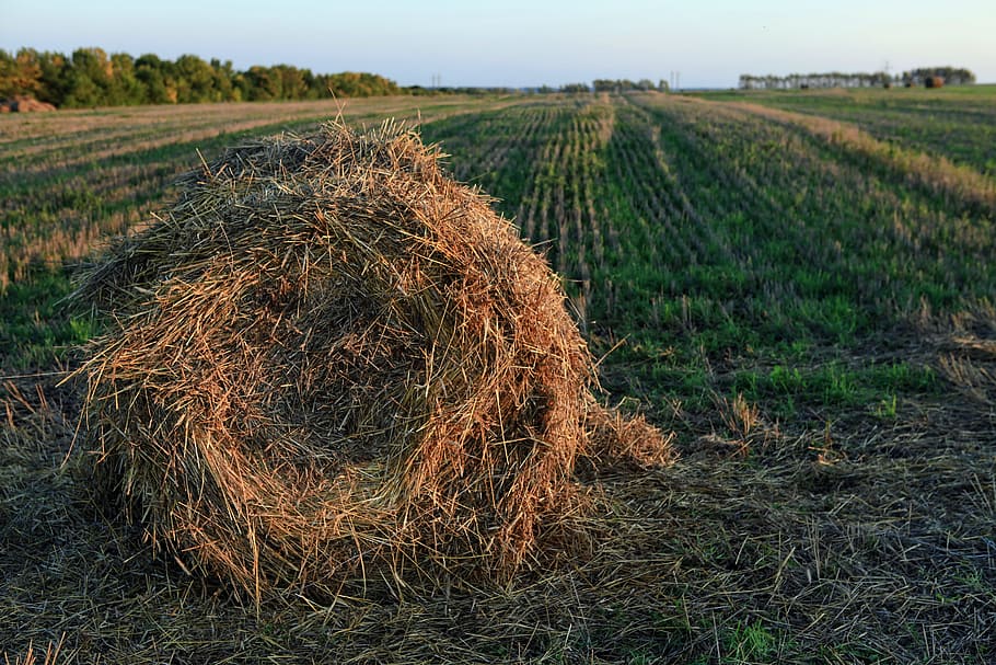 corn, dry, farm, field, food, grass, harvest, hay, haybales, HD wallpaper