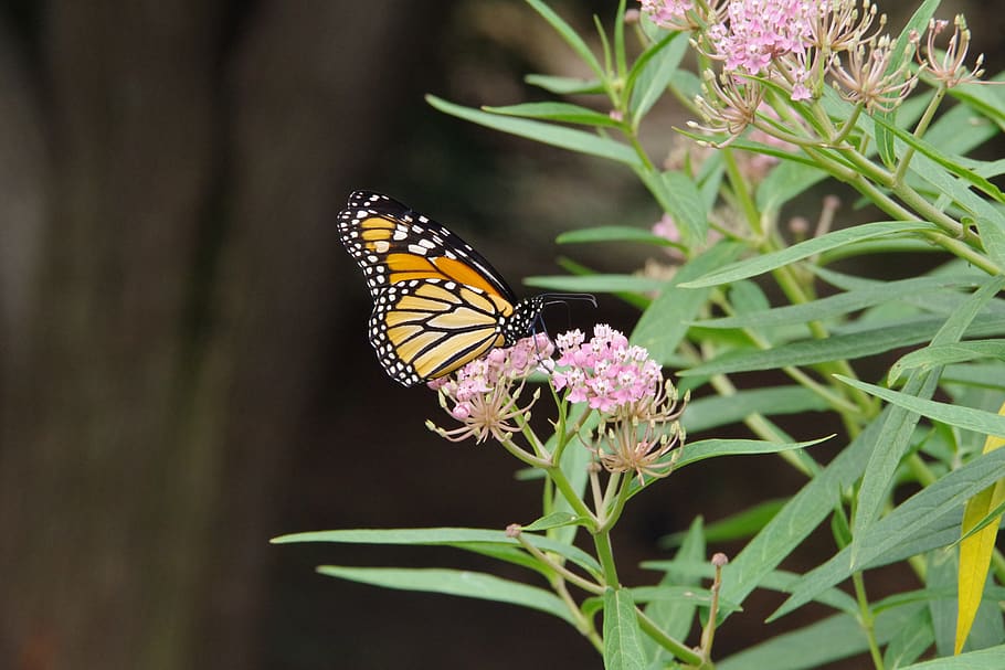 monarch, butterfly, milkweed, flower, transformation, garden, HD wallpaper