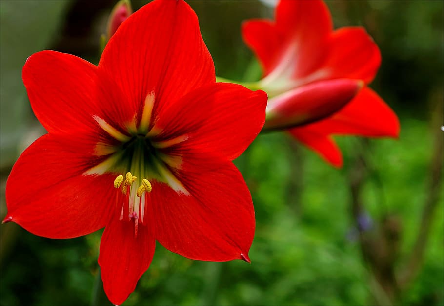 Red Flowers, beautiful, bloom, blooming, blossom, bright, delicate HD wallpaper