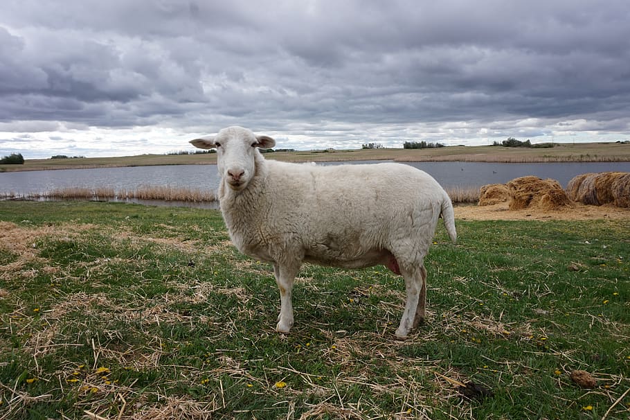 sheep, wool, hair, baa, goat, lamb, ear, ourside, outside, outdoors