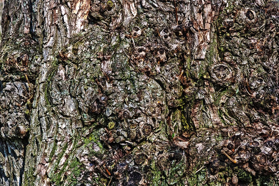 bark, nature, wood, background, tree, tribe, texture, plant HD wallpaper