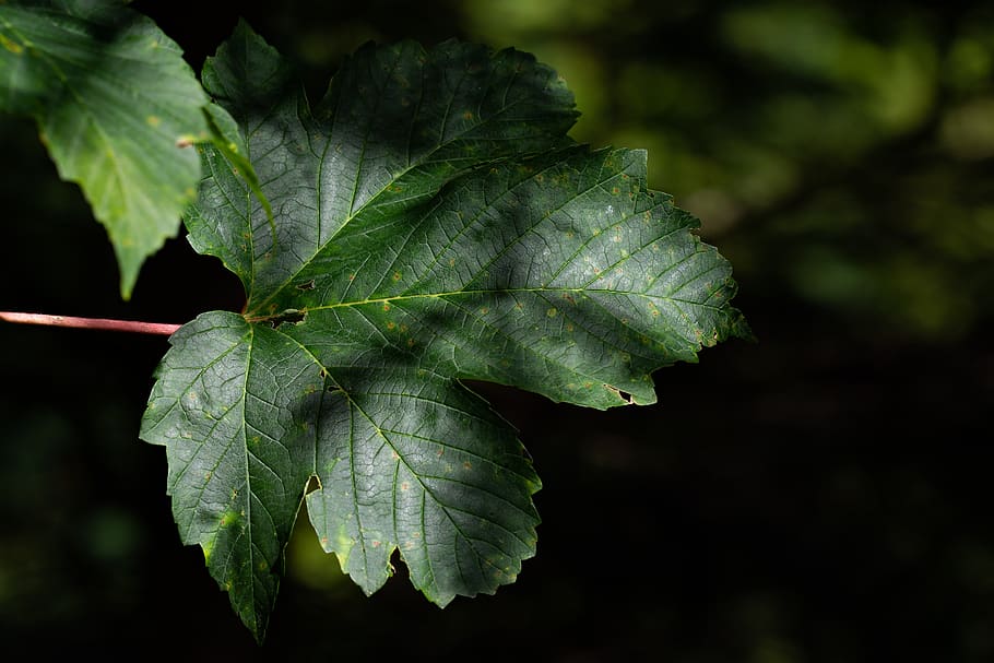 leaf, green, leaf structure, fibers, nature, close up, forest HD wallpaper