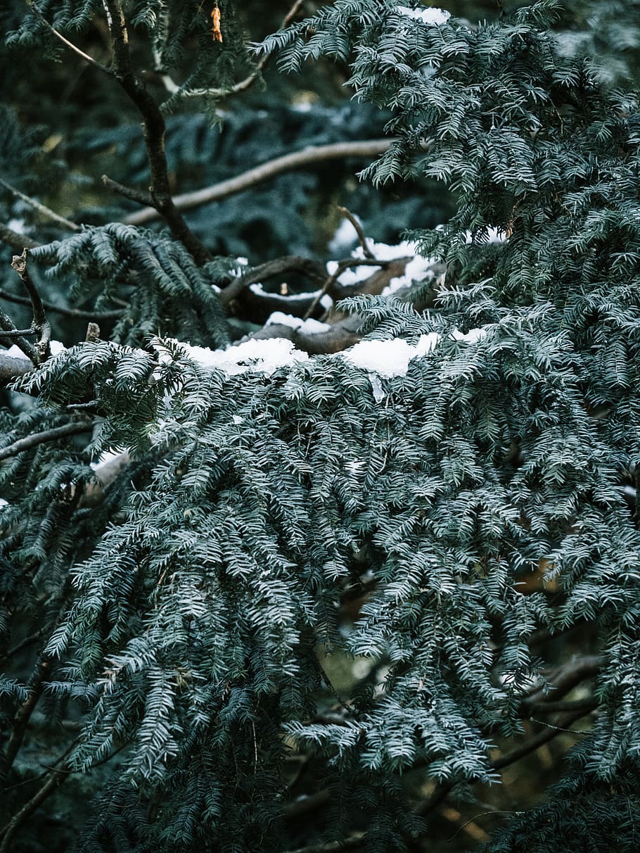 snow covered pine trees during daytime, plant, conifer, fir, abies HD wallpaper