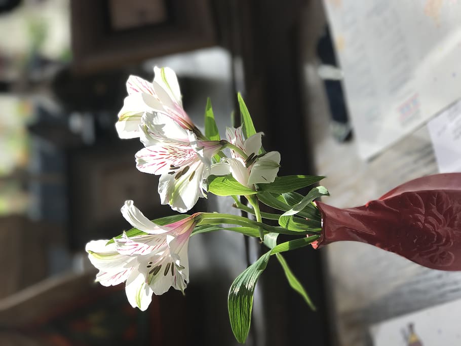 россия, москва, flower, flowering plant, human hand HD wallpaper