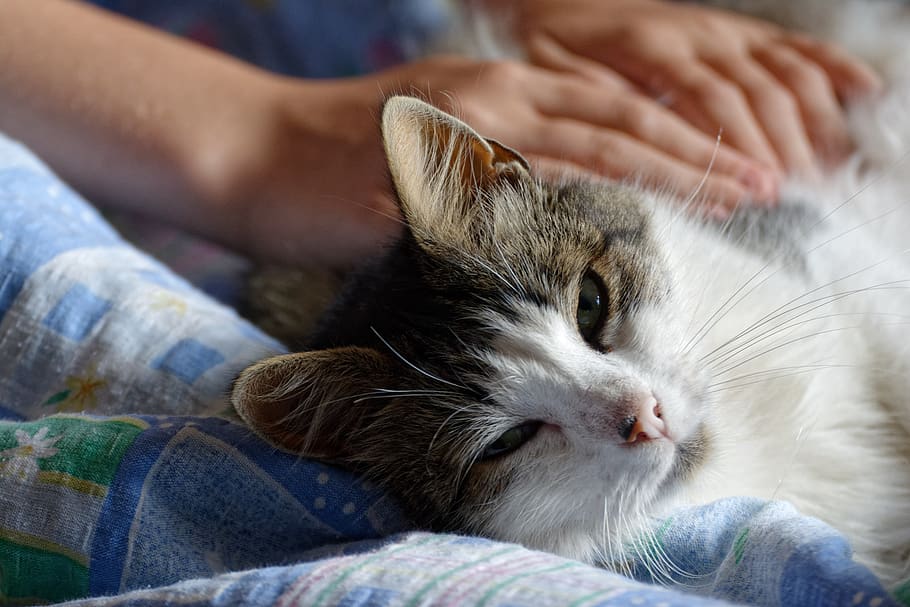 cat, kitten, downy, minion, pet, pat, pats, mammal, domestic HD wallpaper