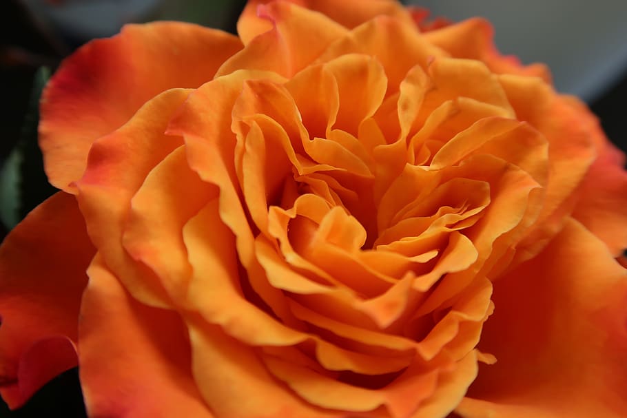 flower, rose, orange, flowering plant, petal, vulnerability HD wallpaper