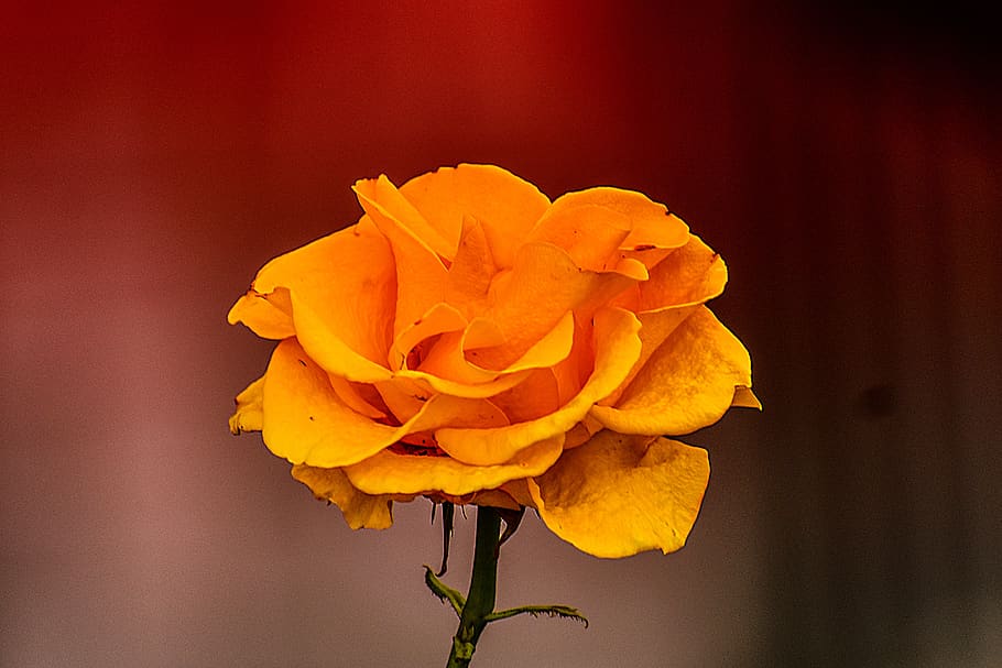 rosa, flower, spring, nature, beauty, summer, romantic, petal HD wallpaper