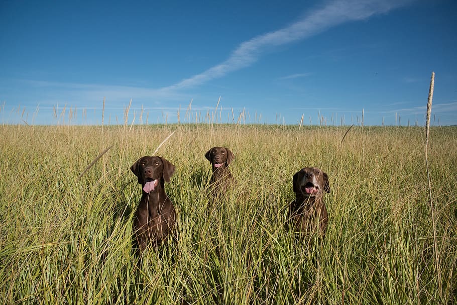 dogs, grass, beach, sky, gearheart, chocolate, green, blue HD wallpaper