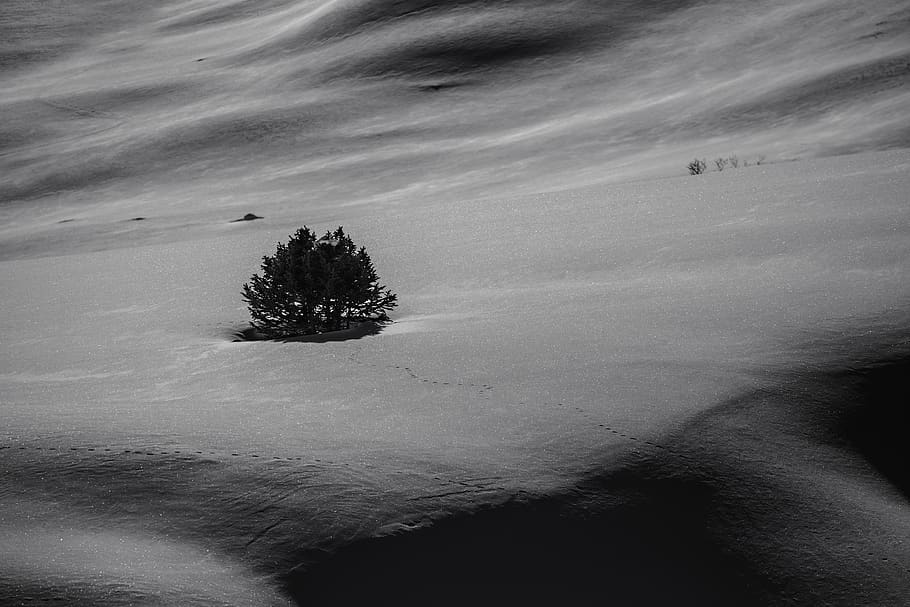 tree on gray field, plant, land, nature, scenics - nature, tranquility HD wallpaper