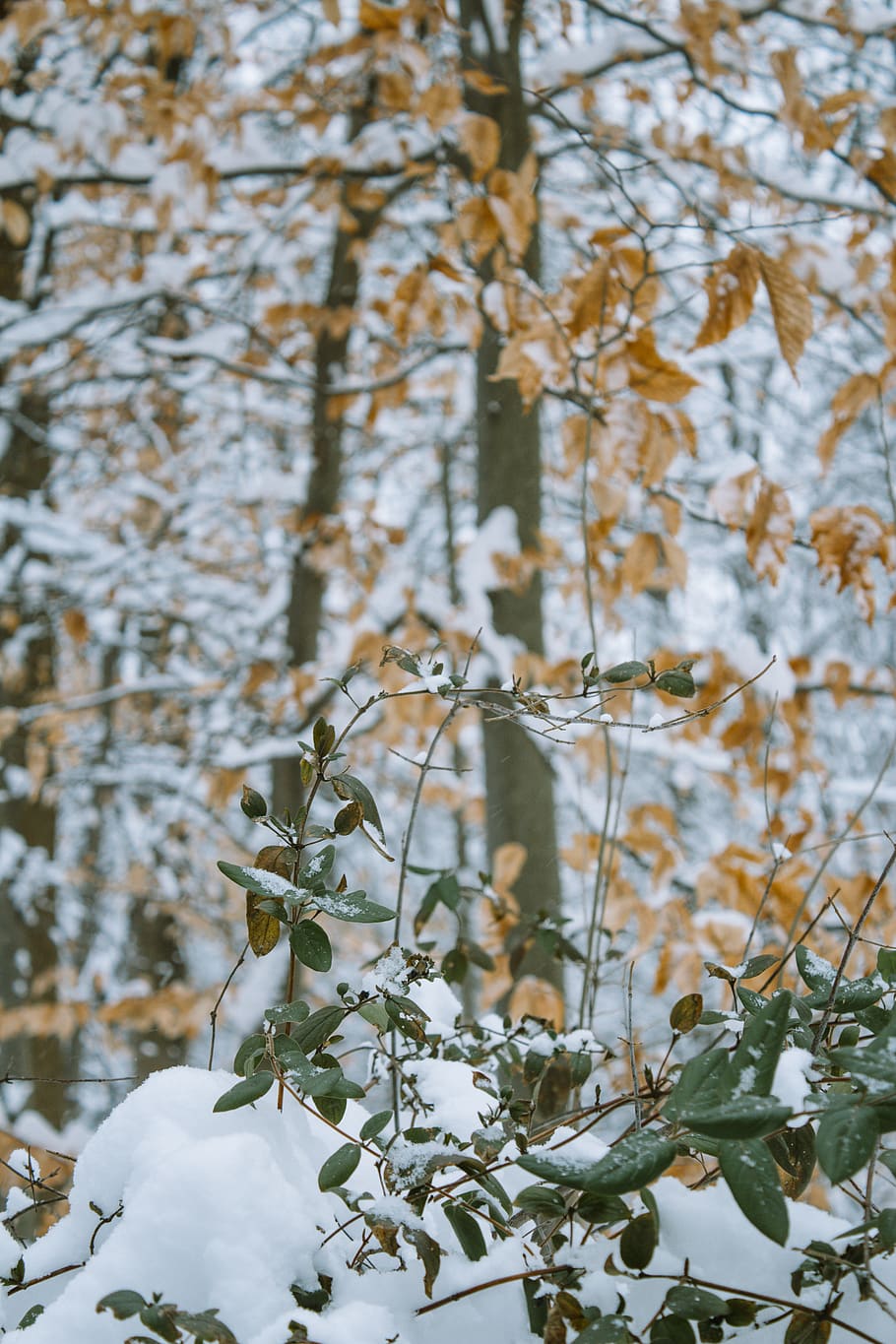 snow covered trees at daytime, plant, tree trunk, outdoors, ice HD wallpaper