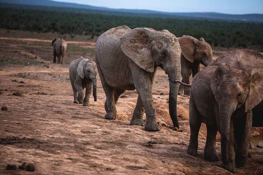 gray elephants, wildlife, mammal, animal, field, outdoors, nature HD wallpaper