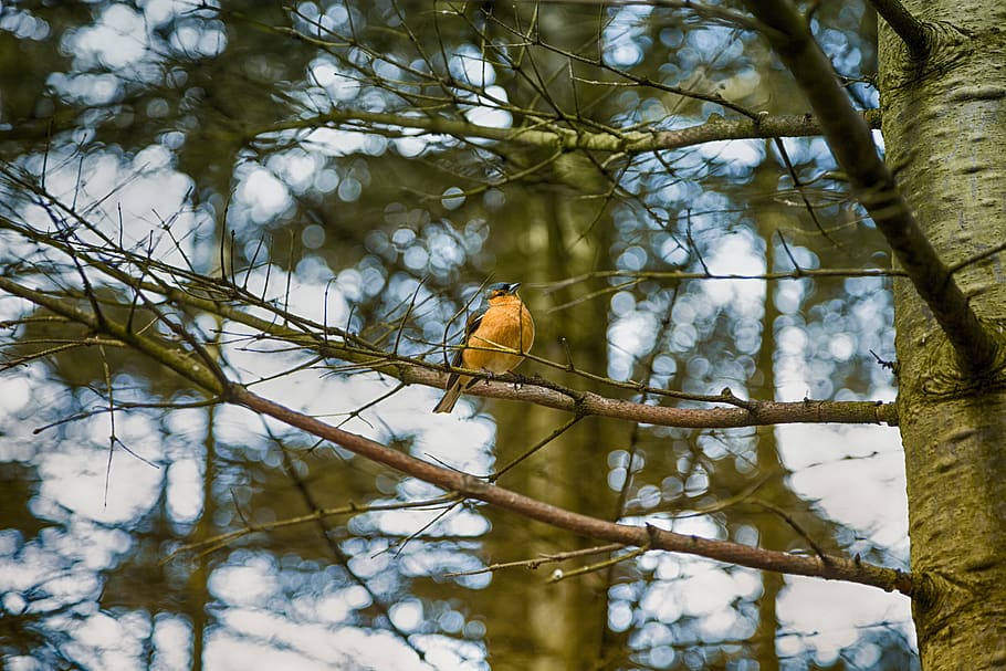 bird, branch, forest, trees, animal world, nature, beak, colorful HD wallpaper