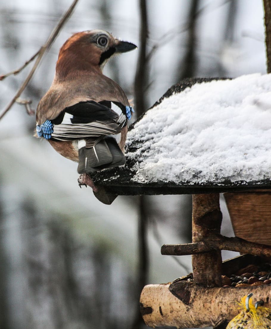 winter, snow, ice, jay, bird, animal, wild, nature, vertebrate HD wallpaper