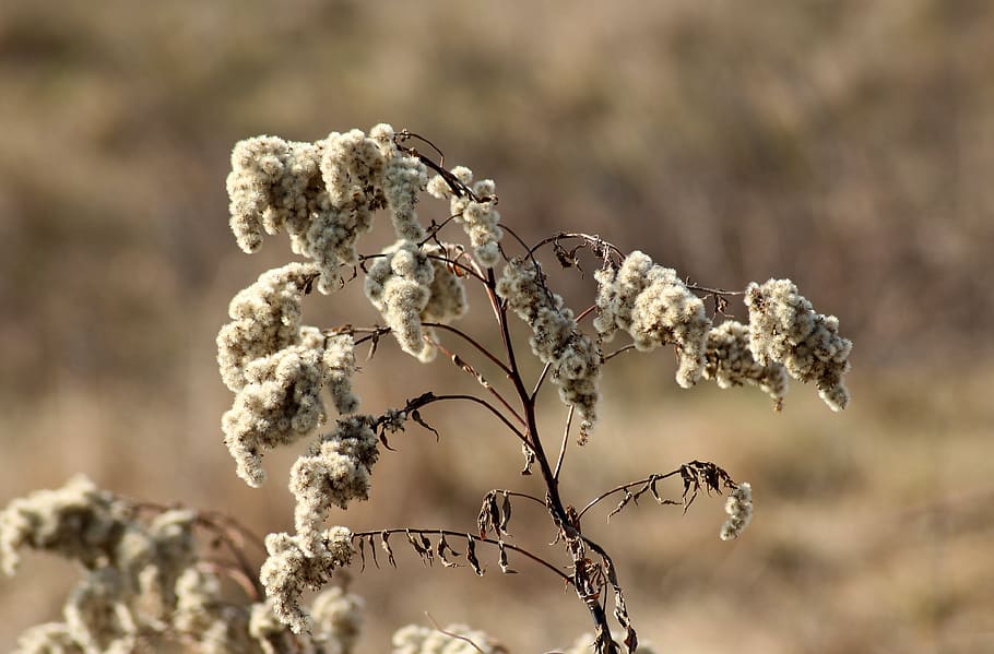 grass, dry, vegetation, nature, the environment, wild, plant HD wallpaper