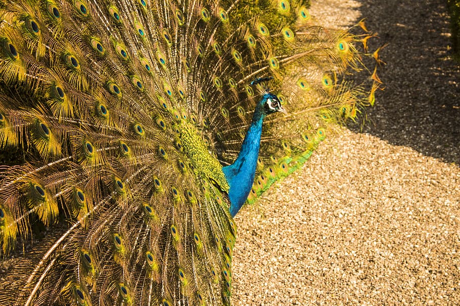 peacock, bird, peacock feathers, vibrant, pride, colorful, elegant HD wallpaper