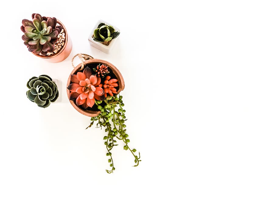 food and drink, white background, freshness, studio shot, cut out HD wallpaper