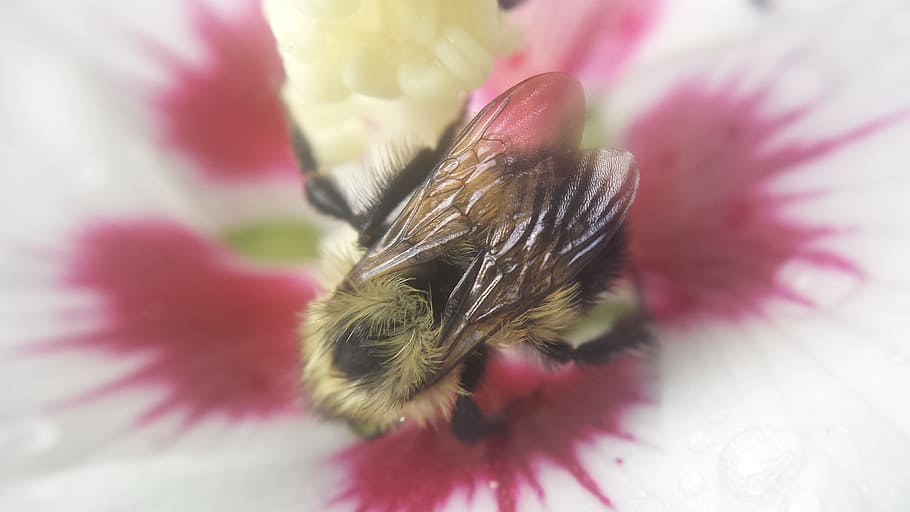 Bee gathering pollen., flower, insect, flowering plant, invertebrate HD wallpaper