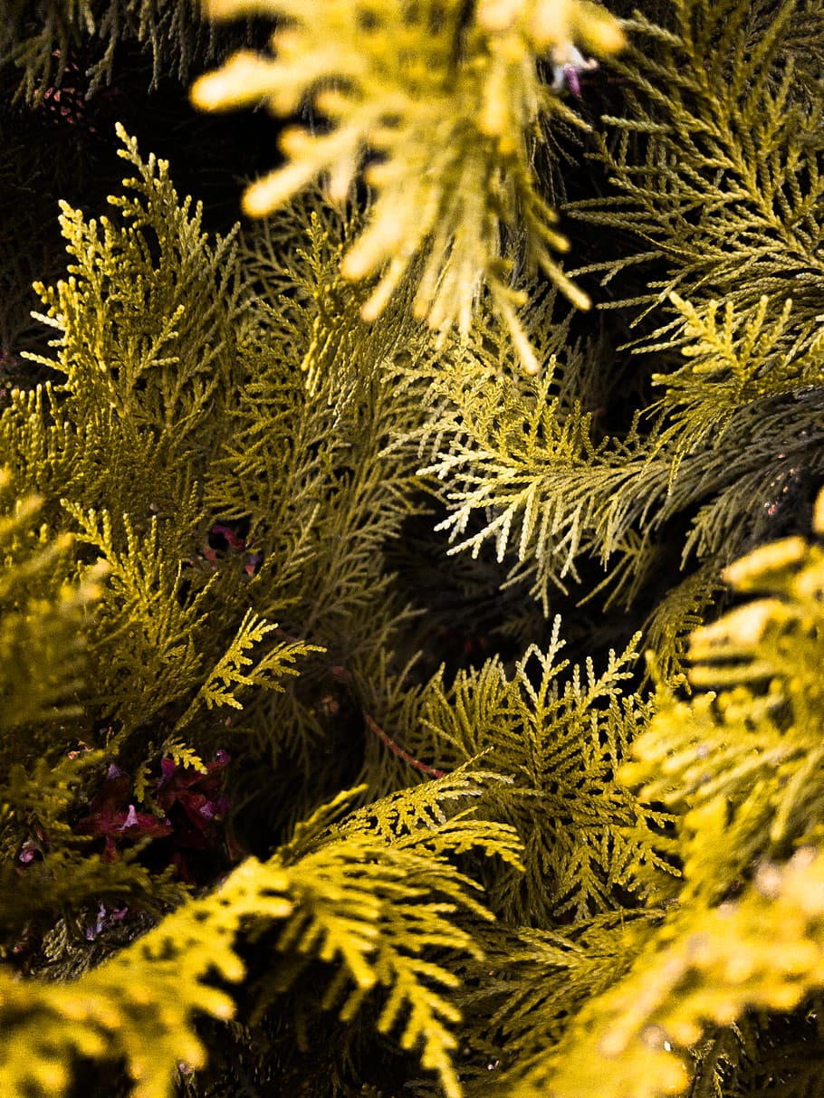 dark, yellow, tree, pine, leaf, amazing, good, plant, growth HD wallpaper